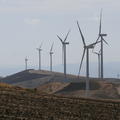 Sakers in Sicily