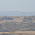 Sakers in Sicily