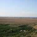 Sakers in Sicily
