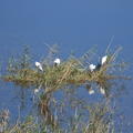 Sakers in Sicily