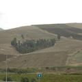 Sakers wintering grounds in Sicily: Gela plains & a male Saker's (Barna) wintering ground