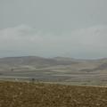 Sakers wintering grounds in Sicily: Gela plains & a male Saker's (Barna) wintering ground