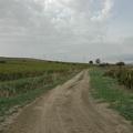 Sakers wintering grounds in Sicily: Gela plains & a male Saker's (Barna) wintering ground
