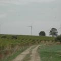 Sakers wintering grounds in Sicily: Gela plains & a male Saker's (Barna) wintering ground