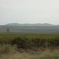 Sakers wintering grounds in Sicily: Trapani region