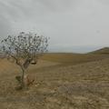 Sakers wintering grounds in Sicily: Trapani region
