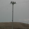 Threats: Power lines