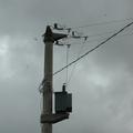 Threats: Power lines