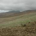 Sakers wintering grounds in Sicily: Trapani region