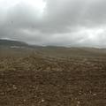 Sakers wintering grounds in Sicily: Trapani region