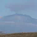 Sakers wintering grounds in Sicily: Catania plain & hills