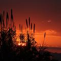 Sakers wintering grounds in Sicily: Catania plain & hills
