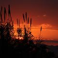 Sakers wintering grounds in Sicily: Catania plain & hills