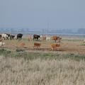 Sakers wintering grounds in Sicily: Catania plain & hills