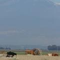 Sakers wintering grounds in Sicily: Catania plain & hills