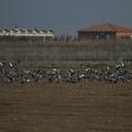 Sakers wintering grounds in Sicily: Catania plain & hills