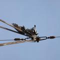 Threats: Power lines