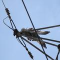 Threats: Power lines