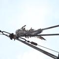 Threats: Power lines