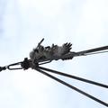 Threats: Power lines