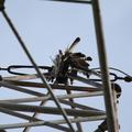 Threats: Power lines