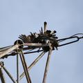 Threats: Power lines