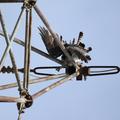 Threats: Power lines
