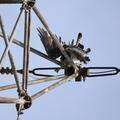 Threats: Power lines