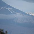 Sakers wintering grounds in Sicily: Catania plain & hills