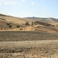 Sakers wintering grounds in Sicily: Gela plains & a male Saker's (Barna) wintering ground