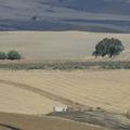 Sakers wintering grounds in Sicily: Gela plains & a male Saker's (Barna) wintering ground