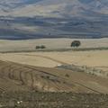 Sakers wintering grounds in Sicily: Gela plains & a male Saker's (Barna) wintering ground