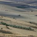 Sakers wintering grounds in Sicily: Gela plains & a male Saker's (Barna) wintering ground