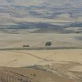 Sakers wintering grounds in Sicily: Gela plains & a male Saker's (Barna) wintering ground