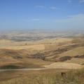 Sakers wintering grounds in Sicily: Gela plains & a male Saker's (Barna) wintering ground