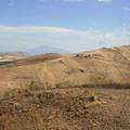 Sakers wintering grounds in Sicily: Gela plains & a male Saker's (Barna) wintering ground
