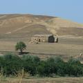 Sakers wintering grounds in Sicily: Gela plains & a male Saker's (Barna) wintering ground