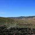 Sakers wintering grounds in Sicily: Gela plains & a male Saker's (Barna) wintering ground