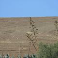 Sakers wintering grounds in Sicily: Gela plains & a male Saker's (Barna) wintering ground