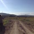 Sakers wintering grounds in Sicily: Gela plains & a male Saker's (Barna) wintering ground