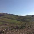 Sakers wintering grounds in Sicily: Gela plains & a male Saker's (Barna) wintering ground
