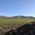 Sakers wintering grounds in Sicily: Gela plains & a male Saker's (Barna) wintering ground