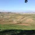 Sakers wintering grounds in Sicily: Gela plains & a male Saker's (Barna) wintering ground