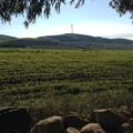 Sakers wintering grounds in Sicily: Gela plains & a male Saker's (Barna) wintering ground
