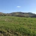 Sakers wintering grounds in Sicily: Gela plains & a male Saker's (Barna) wintering ground