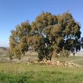 Sakers wintering grounds in Sicily: Gela plains & a male Saker's (Barna) wintering ground