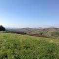 Sakers wintering grounds in Sicily: Gela plains & a male Saker's (Barna) wintering ground