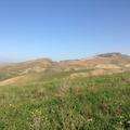 Sakers wintering grounds in Sicily: Gela plains & a male Saker's (Barna) wintering ground