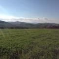 Sakers wintering grounds in Sicily: Gela plains & a male Saker's (Barna) wintering ground