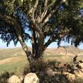 Sakers wintering grounds in Sicily: Gela plains & a male Saker's (Barna) wintering ground